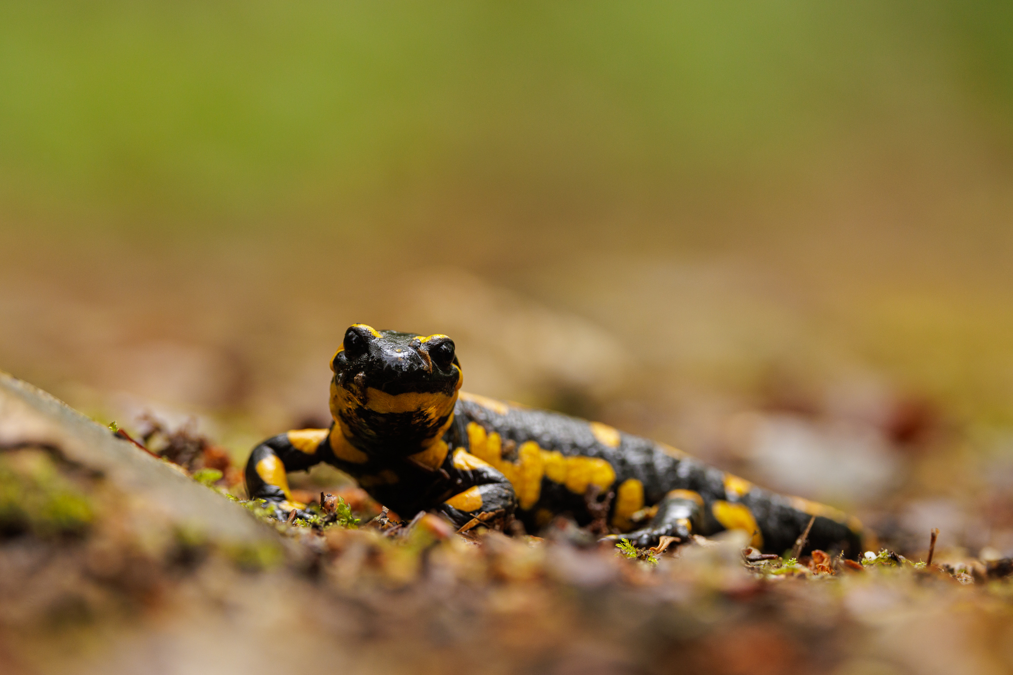 Portrait eines Feuersalamanders