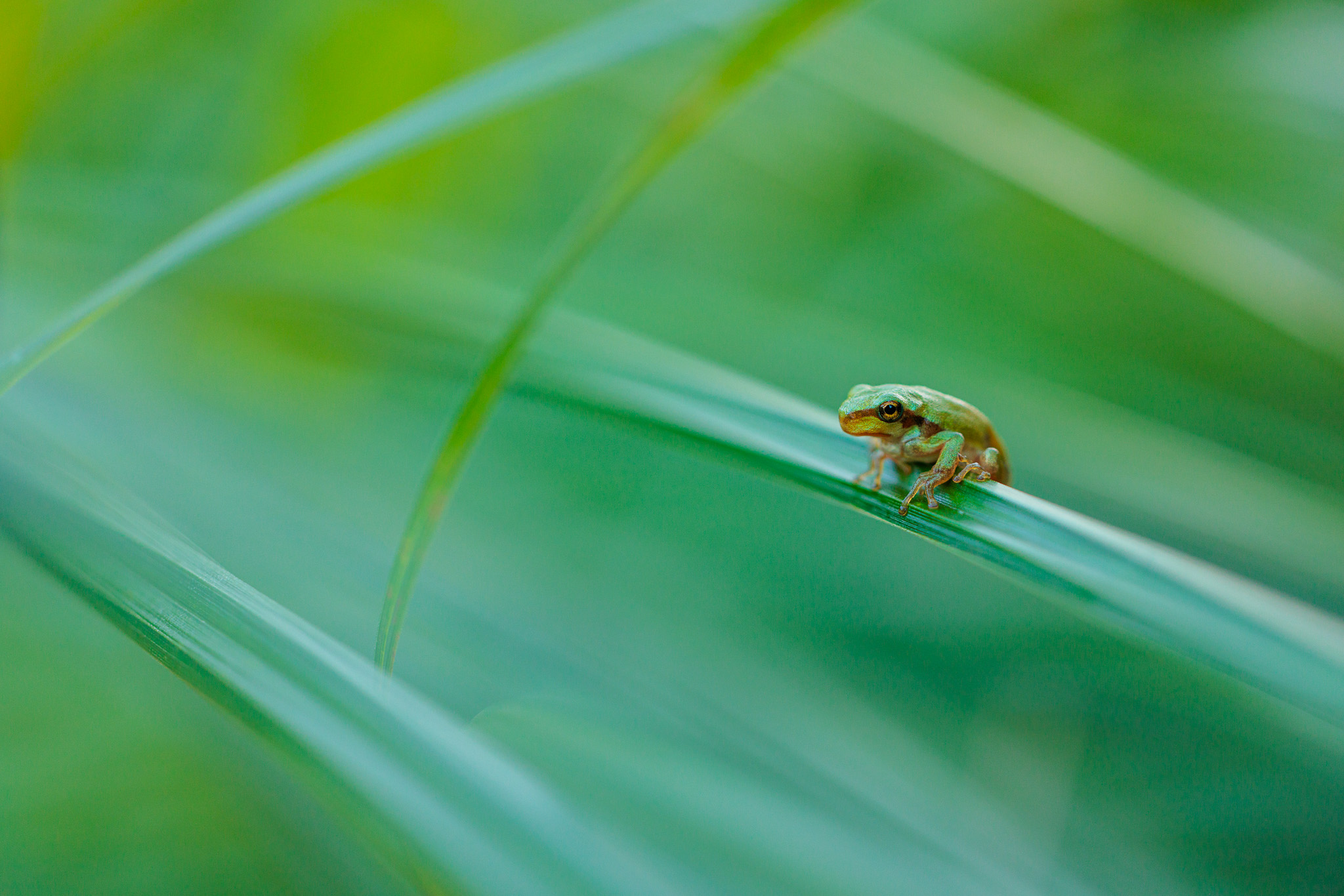 Laubfrosch - CoverBild Blog