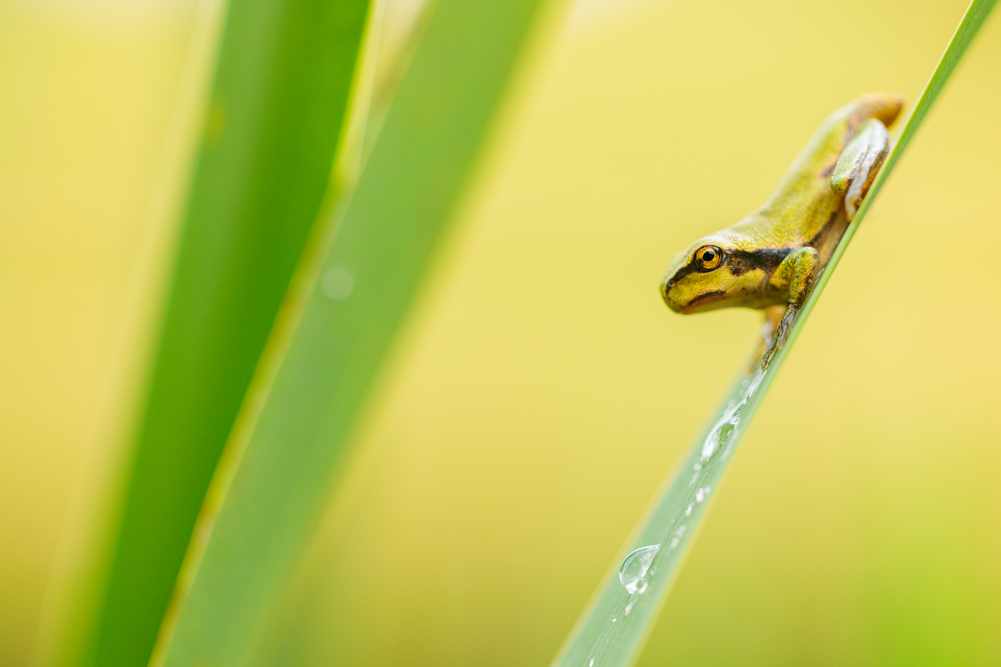 Laubfrosch sitzt im breitblättrigen Röhricht