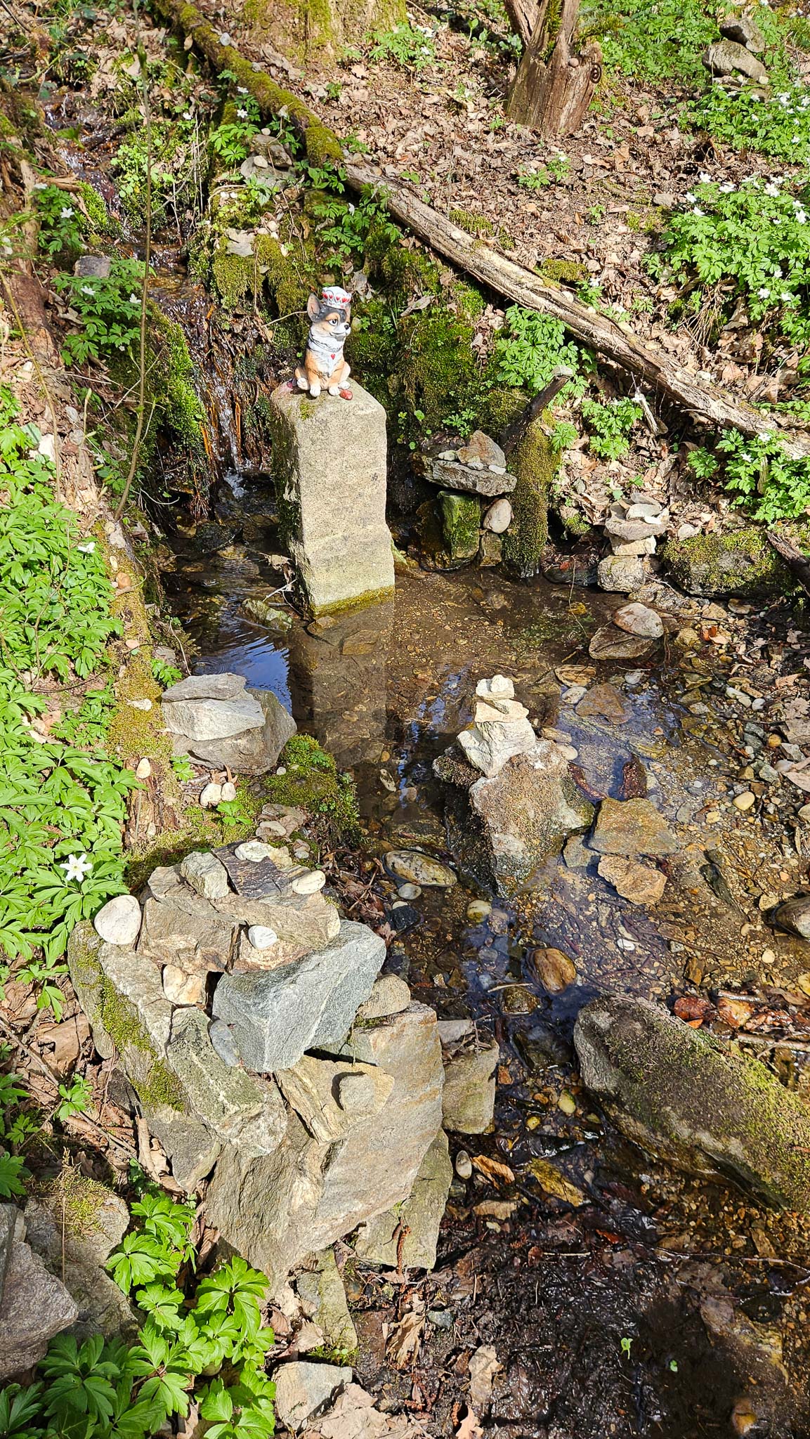 Stoamandl im Brutgewässer der Feuersalamander